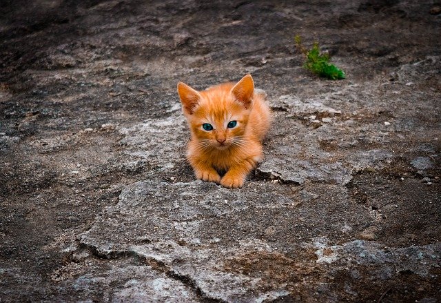 Quelques Conseils A Suivre Pour Bien Dresser Son Chaton